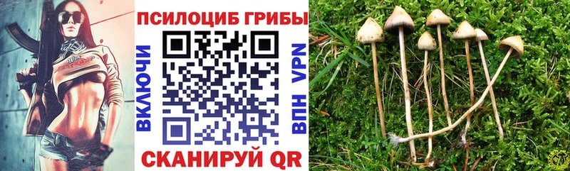купить наркотики цена  Приморск  Галлюциногенные грибы мухоморы 